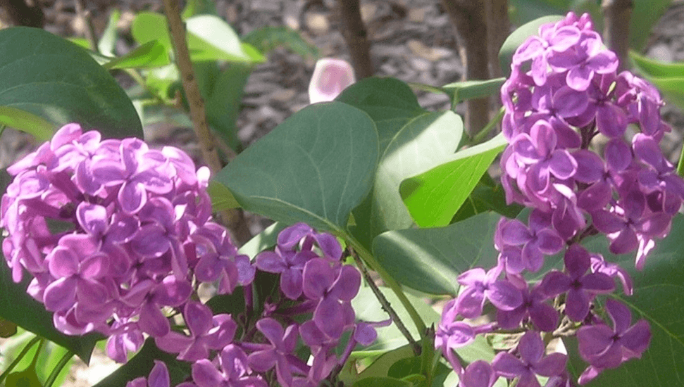 Lombard Garden Club Lilac Sale