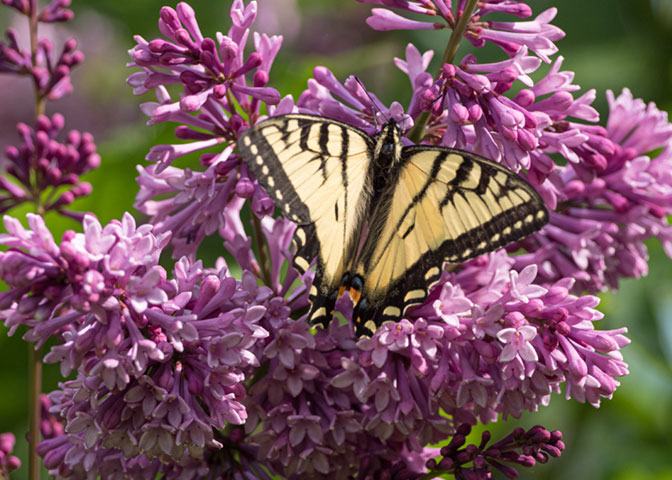 Lombard Garden Club